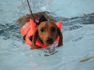 swimming dog