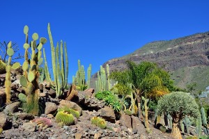 cactus garden, pool landscaping 